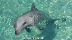 BOTTLENOSE DOLPHIN SEA WORLD by Debra Cahill 
